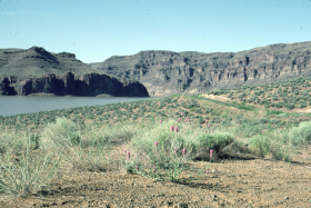 Blue Mountain prairie clover, Western prairie clover (Dalea ornata)
